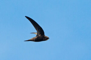 African Black Swift