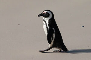 African Penguin