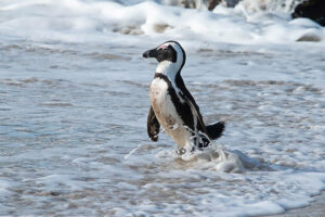 African Penguin