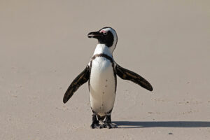 African Penguin