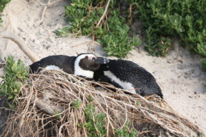 African Penguin