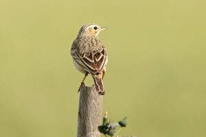 African Pipit