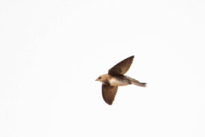 Alpine Swift