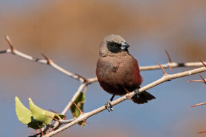 Black Faced Waxbill