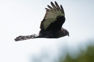 Black Harrier