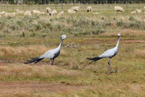 Blue Crane