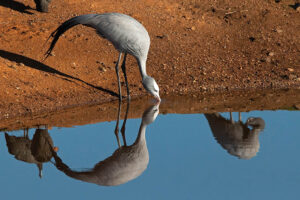 Blue Crane