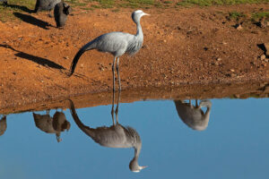 Blue Crane