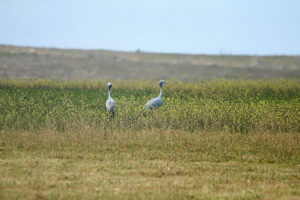 Blue Crane