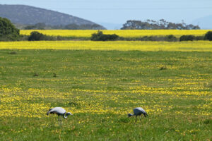 Blue Crane