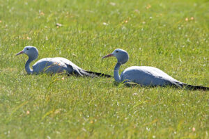 Blue Crane