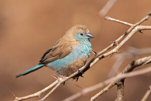 Blue Waxbill