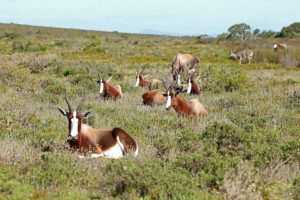 Bontebok