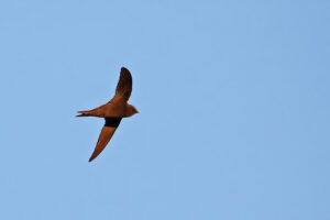 Bradfield’s Swift