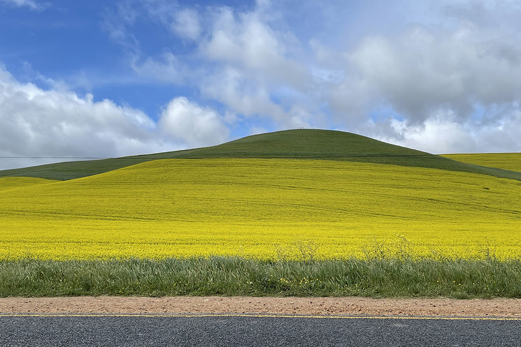 Canola Field