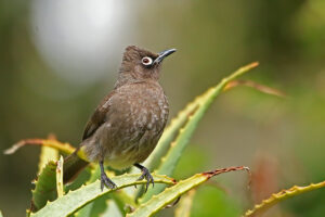 Cape Bulbul