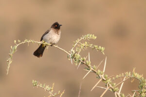 Cape Bulbul