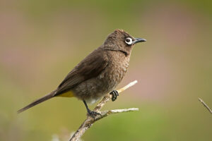 Cape Bulbul