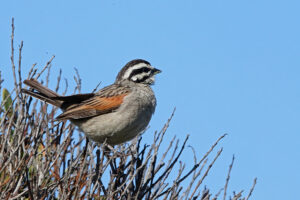 Cape Bunting