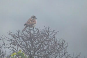 Cape Bunting