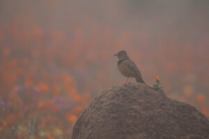 Cape Clapper Lark