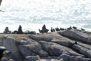 Cape Fur Seal