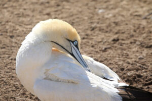 Cape Gannet