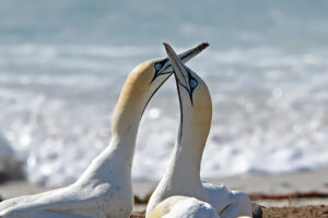 Cape Gannet