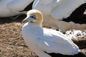 Cape Gannet