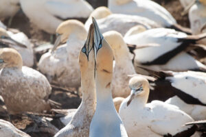 Cape Gannet