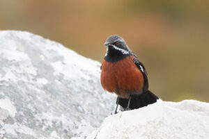 Cape Rockjumper