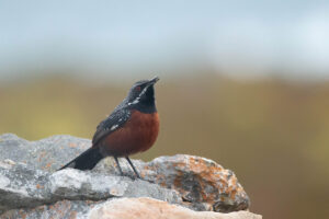 Cape Rockjumper