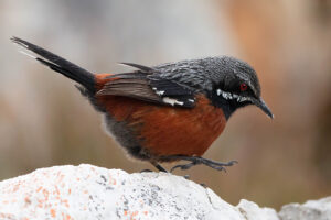 Cape Rockjumper