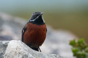 Cape Rockjumper