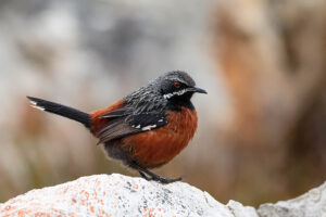 Cape Rockjumper