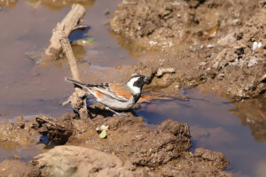 Cape Sparrow