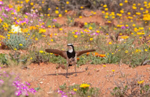 Capped Wheatear