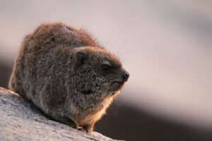 Dassie