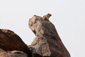 Dassie