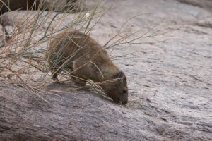 Dassie