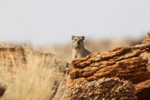 Dassie