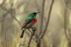 Double collared Sunbird