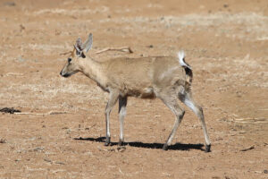 Duiker