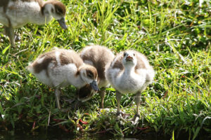 Egyptian Geese Goslings