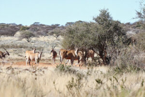 Eland