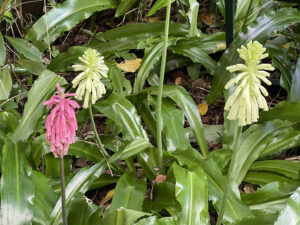 Forest Lily