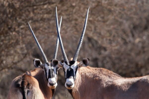 Gemsbok