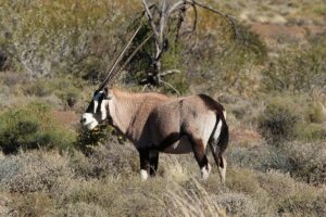 Gemsbok