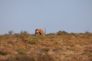 Gemsbok