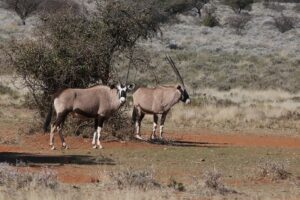 Gemsbok